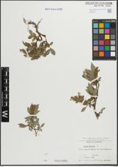 Foto von Salix hastata L.